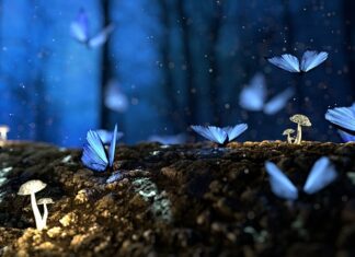 Czym jest struktura WC?