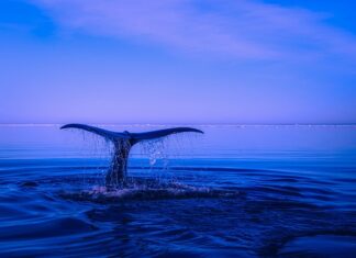 Co to jest ciężkie naruszenie podstawowych obowiązków pracowniczych?