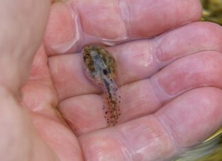 Ile trwa aklimatyzacja w pracy?