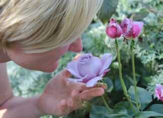 Czy narząd zmysłu węchu podlega adaptacji?